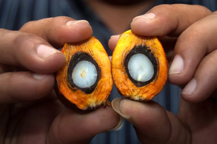 Fruto da palma de óleo cortado ao meio, mostrando o mesocarpo alaranjado que dá origem ao óleo de palma e a amêndoa branca que dá origem ao óleo de palmiste